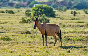 Naklejka na ściany i meble Hartebeest photographed in South Africa. Picture made in 2019.