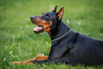A black and brown dog. Black doberman
