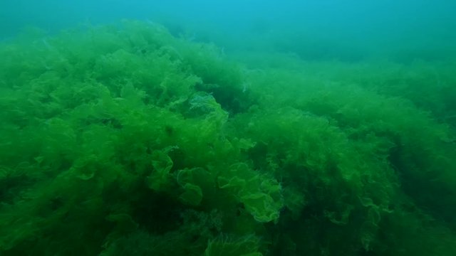 Seabed covered with green algae Ulva (Sea Lettuces). Underwater landscape, Camera slowly moving forwards over dense thickets of green algae. 4K-60fps