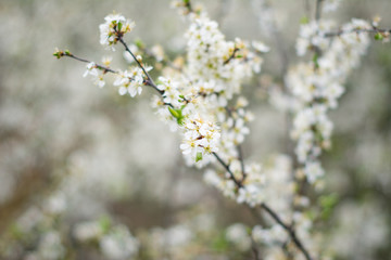 cherry tree blossom