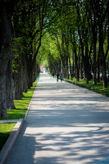 road in the park