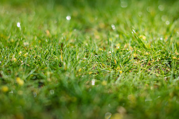 green grass on the grass