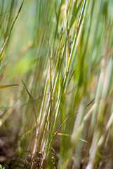 green grass in the wind