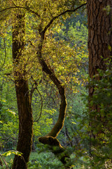 Oak trees blooming in the Spring during golden hour sunset