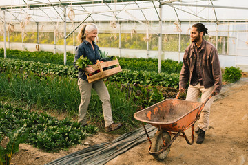 Two farm workers loading vegetables on wheelbarrow