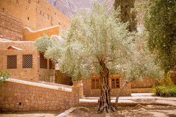 Solitery Tree in Coptic Monastery in Egypt