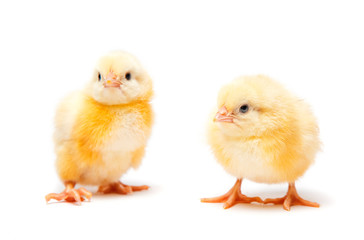 Chicken Baby on white background