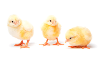 A group of little newborn chickens on a white background