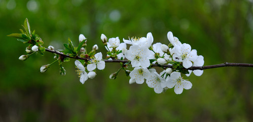 Apple Blossom. In the garden, apple trees bloomed. Spring collorites. For your design, posters, cards, congratulations, banners.