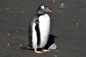 Gentoo penguin at Stromness, South Georgia Island