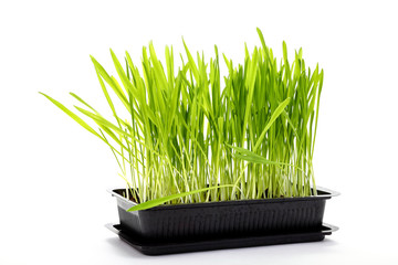 Tub of freshly grown cat grass isolated on a white background