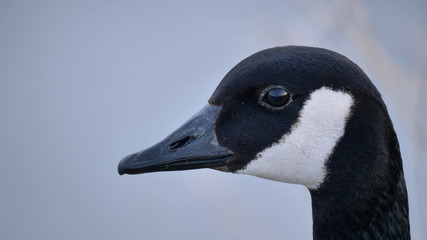 Close up of head of Canada goose. North america wildlife, birds