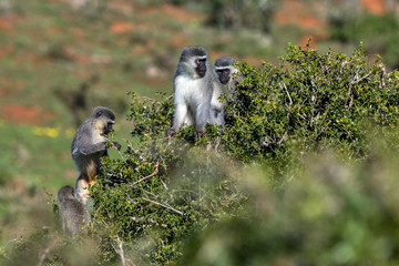 Grivet photographed in South Africa. Picture made in 2019.
