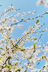 Blooming cherry trees against the blue sky. gentle picture of the spring season. Vertical photo