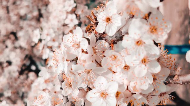 Honey bee pollinating white cherry blossom flower. Spring time concept. Vertical video