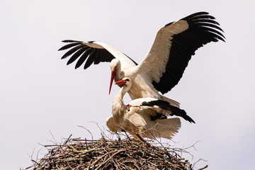 Storch