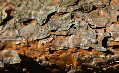 tree bark pine forest in sunny weather
