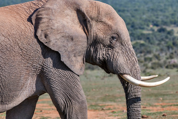 African bush elephant photographed in South Africa. Picture made in 2019.
