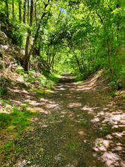 path in the forest