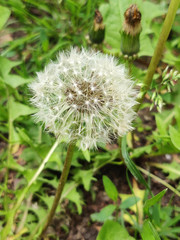 Dandelion flower in meadow in the springtime