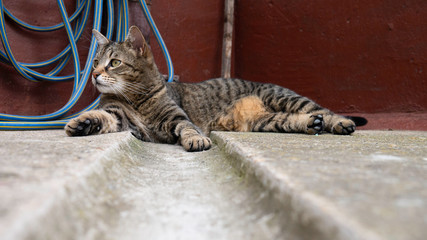 Big cat lying on the concrete yard of the house.