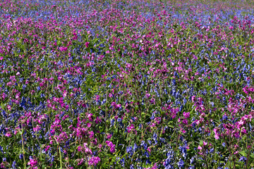 Native wild spring flowers on Skomer Island, Pembrokeshire, Wales. Thick carpets of English purple bluebells and pink red campion sea thrift intermingle and swathe vast sections of the island in May.