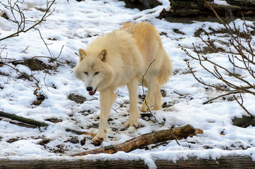 Arctic wolf in winterly forest