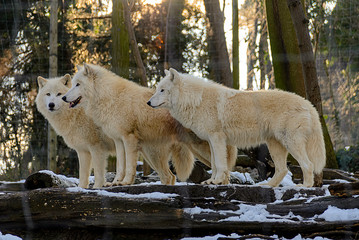 Wolf pack of three wolfs in a winterly forest