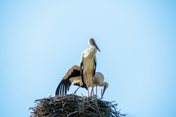 stork returning to their nests in the spring months, the stork's nest, the two storks. Czech Republic