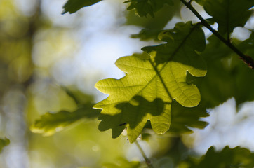 Grünes Eichenlaub im Sonnenlicht
