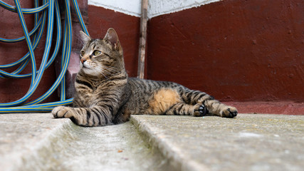 Domestic cat lying on the concrete yard of the house.