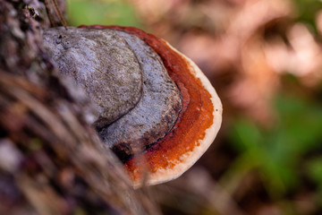rotrandiger Baumschwamm an einem umgestürzten Baum