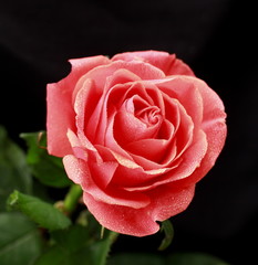 pink rose on black background