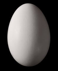 Egg goose isolated on black background