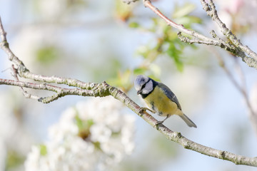 Blaumeise in Kirschbaum 2