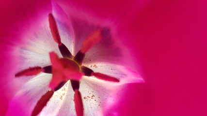 tulpe © peggy