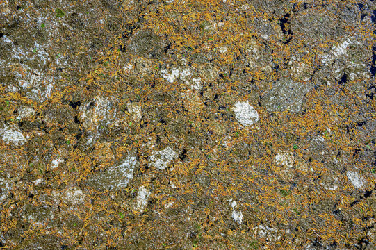 Water surface covered by tree seeds