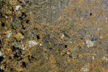 Water surface covered by tree seeds