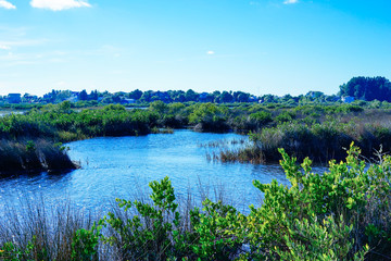 Beautiful Florida swamp winter landscape