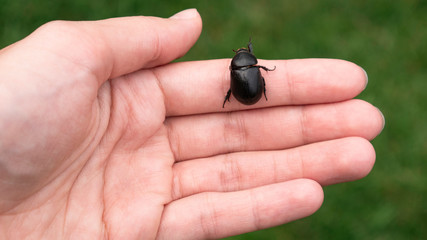 Coconut rhinoceros beetle (Oryctes rhinoceros). Big black bug in the hand of a woman lifted from the lawn.