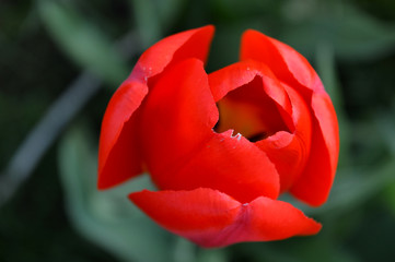 drop-down bud of a beautiful red tulip.