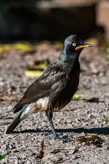 Pied starling photographed in South Africa. Picture made in 2019.