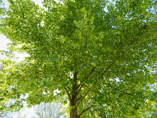 Obraz premium (Tilia europaea) Tilleul commun ou tilleul d'Europe 'Pallida'