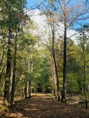 autumn in the forest