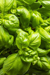 Fresh green basil leaves.