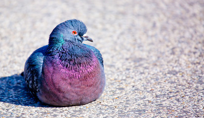 pigeon sitting on concrete