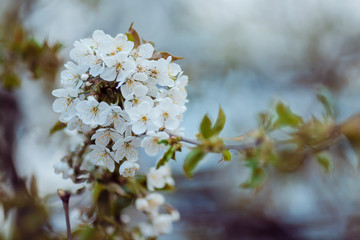 apple blossom in full bloom