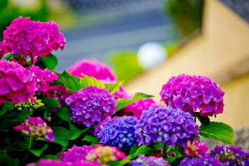 Purple And Pink Flowers 