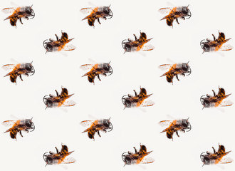 bees pattern macro