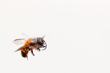 bee on the white background free space for text